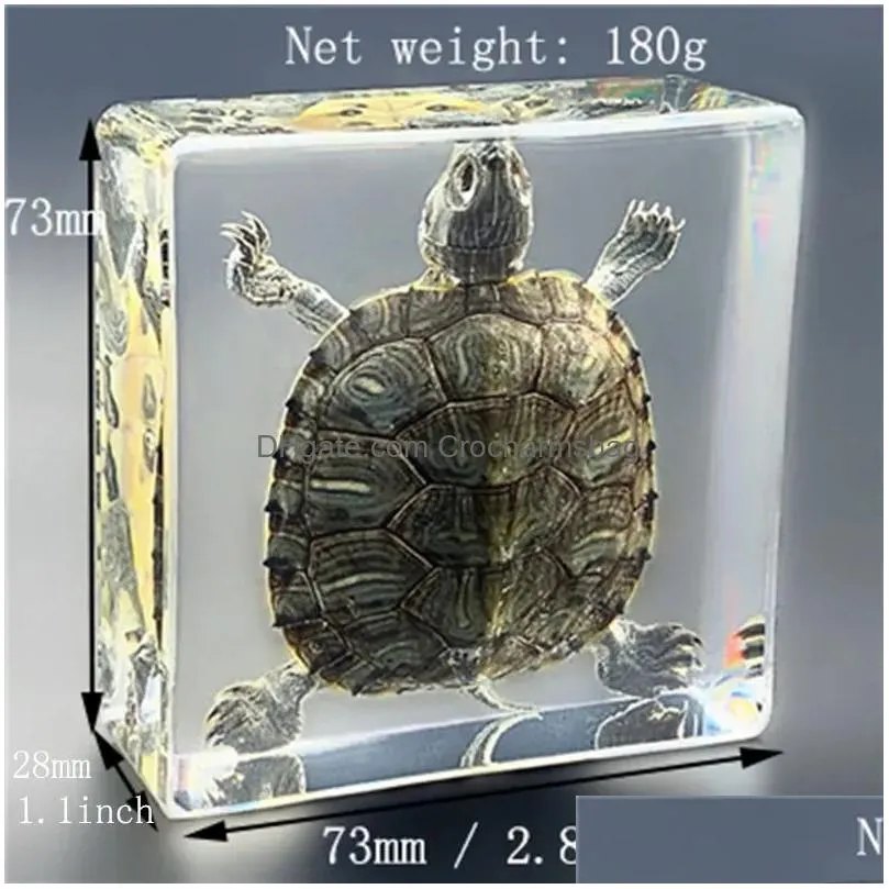 Novelty Items Scptures Large Cuboid Resin Transparent Turtle Specimen Desk Decoration Biology Teaching Childrens Cognition For Adts Dr Dhya3