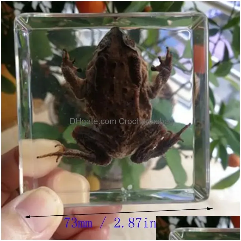 Novelty Items Scptures Large Cuboid Resin Transparent Turtle Specimen Desk Decoration Biology Teaching Childrens Cognition For Adts Dr Dhya3
