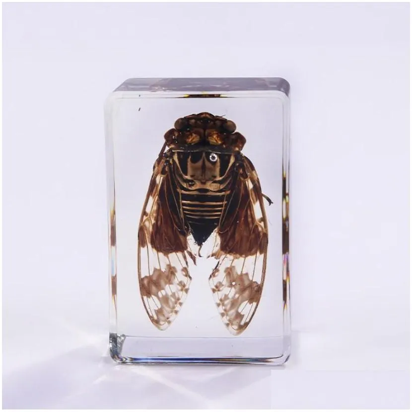 Party Favor Insect Specimen Party Favors For Kids Bugs In Resin Collections Paperweights Arachnid Preserved Scientific Educational Toy Dhium