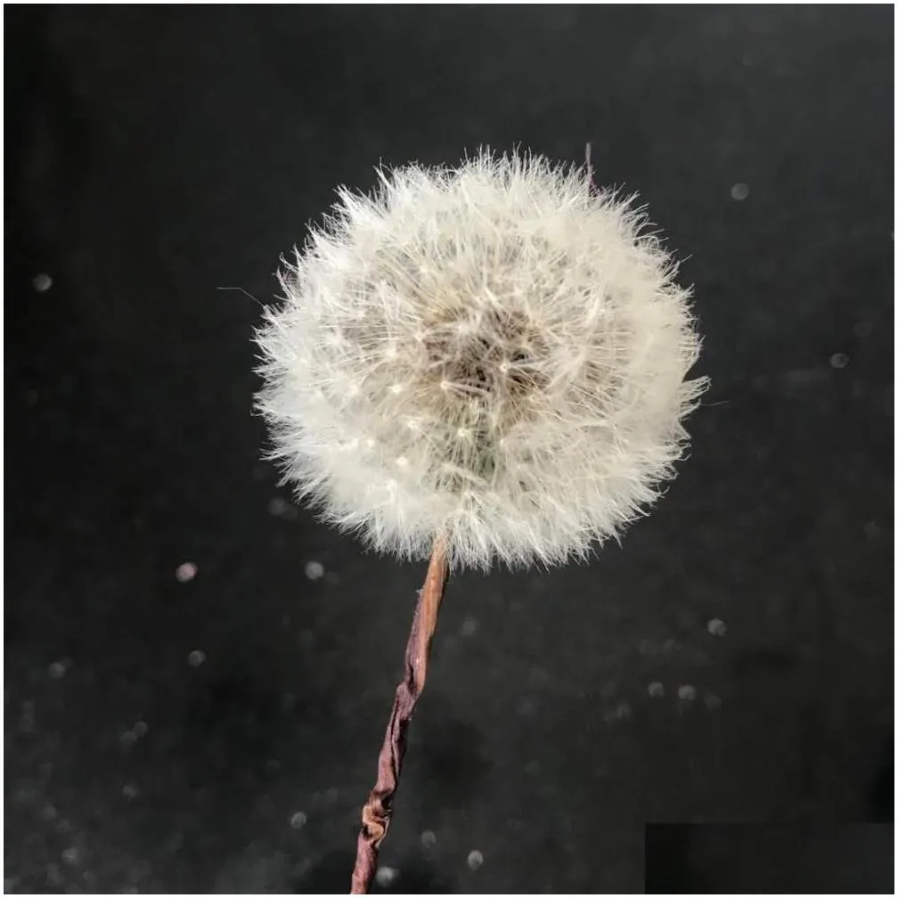 Dried Flowers 3-4Cm/4Pcs Natural Preserved Real Dandelion Craft With Wire Branch Flower Art Diy Wedding Party Home Decoration Accessor Dh7Iw