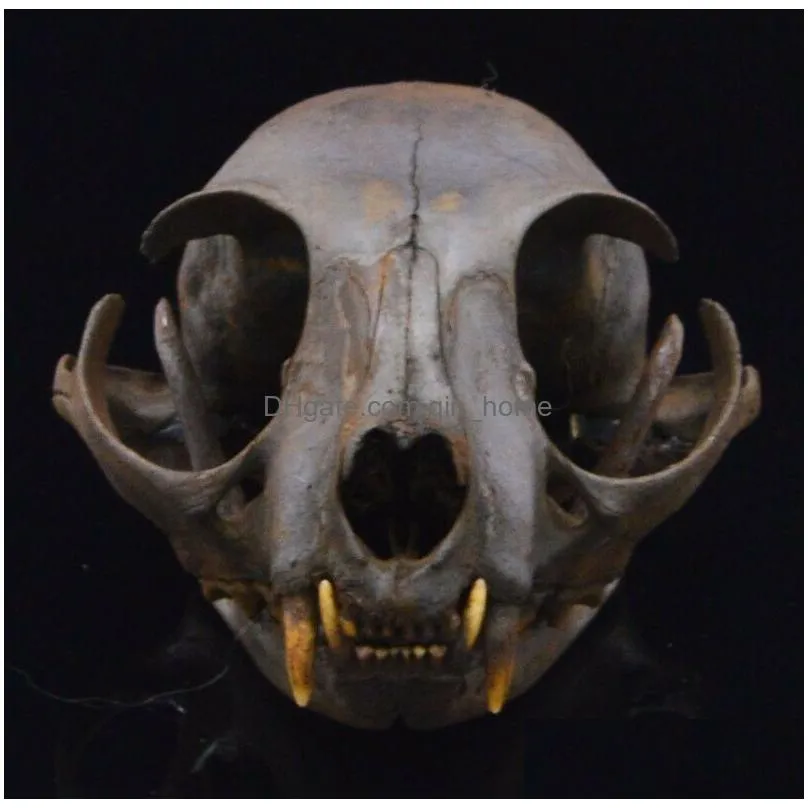 1pcs real animal skull specimen - adult / handmade dyeing brown 210318
