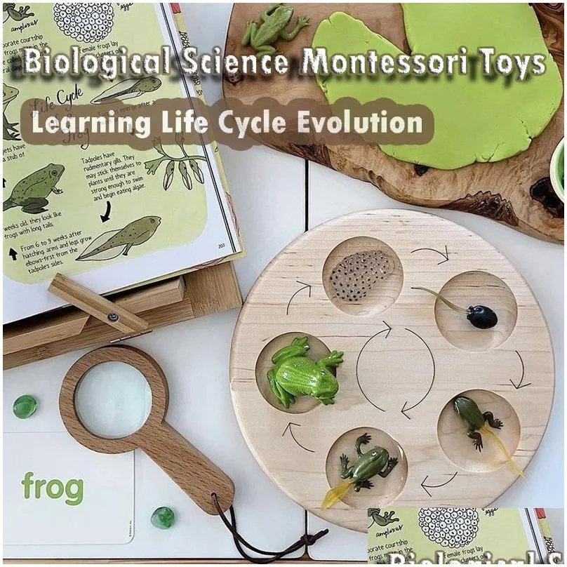science discovery life cycle board montessori kit biology science education toys for kids sensory tray animal figure life cycle sorting wooden toy