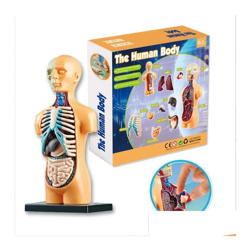 early education human toys skeleton model set steam biology primary and middle school students diy assembly manual puzzle toys