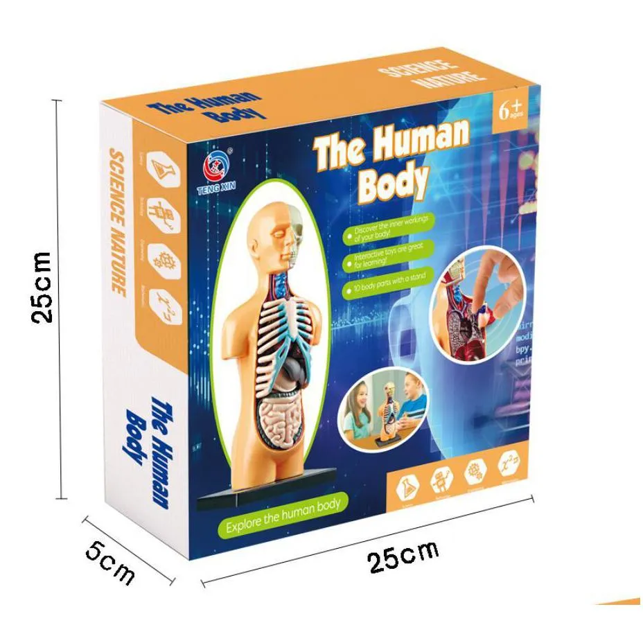 early education human toys skeleton model set steam biology primary and middle school students diy assembly manual puzzle toys