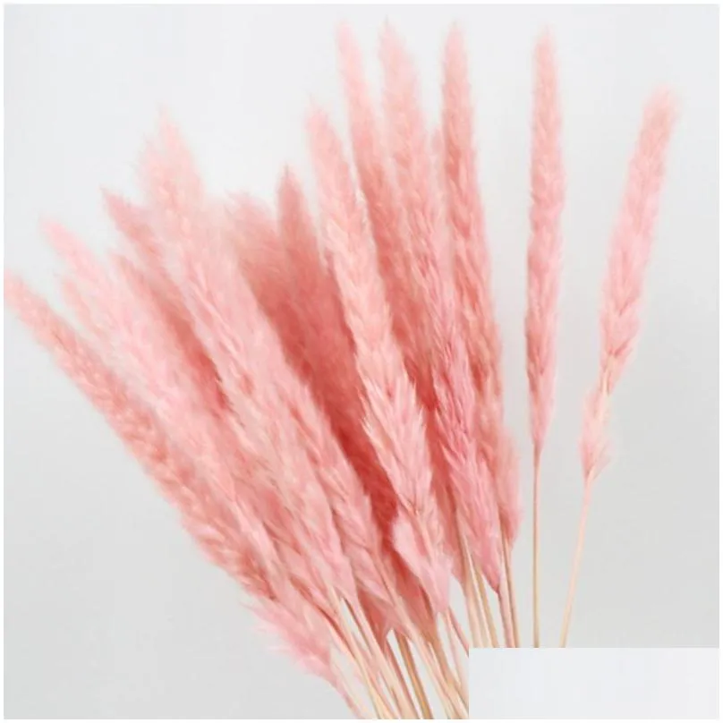 10pcs natural dried small pampas grass phragmites communis wedding flower bunch 40 to 68 cm tall for home decor1