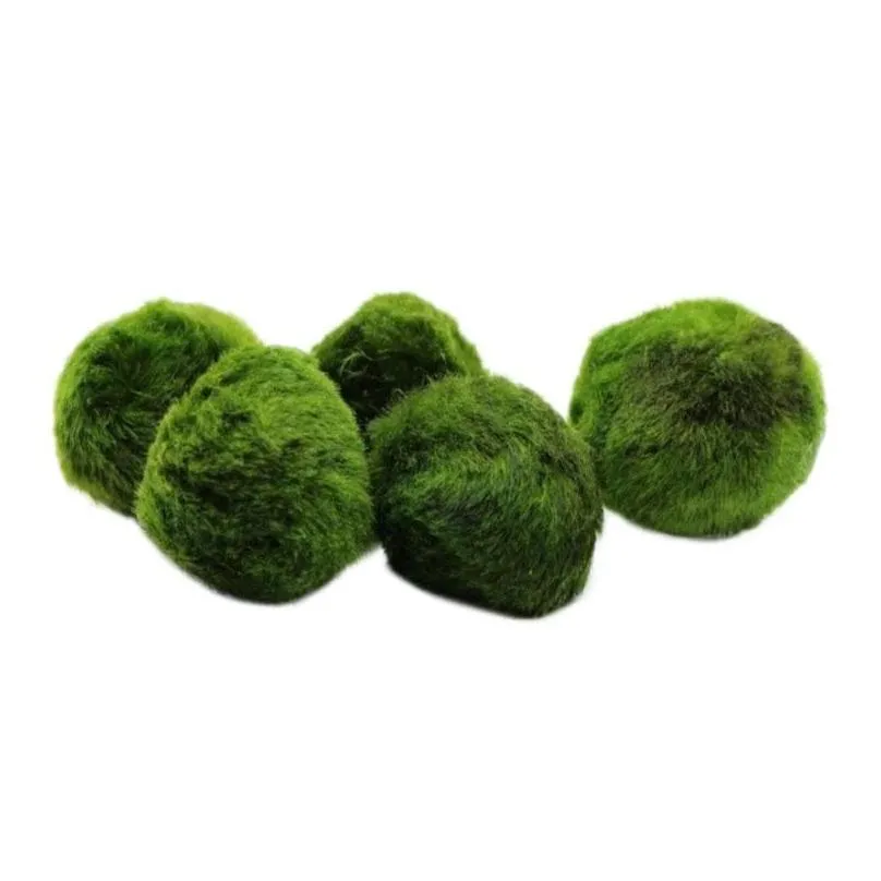 5pcs marimo moss ball aquarium plants terrarium cladophora fish tank ornaments