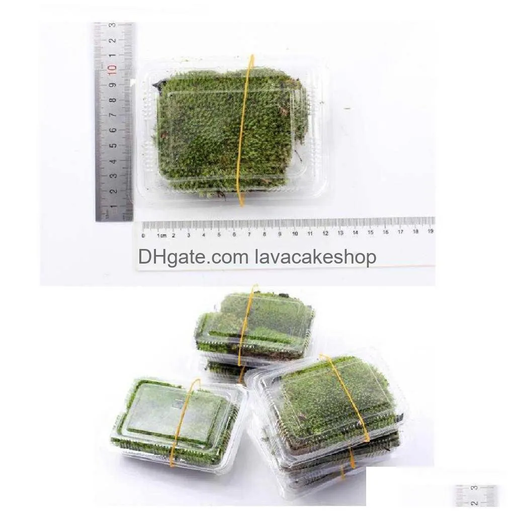 preserved dried natural wild moss mat mosses turf for diy micro landscape terrarium garden plant bonsai pot decoration y0914