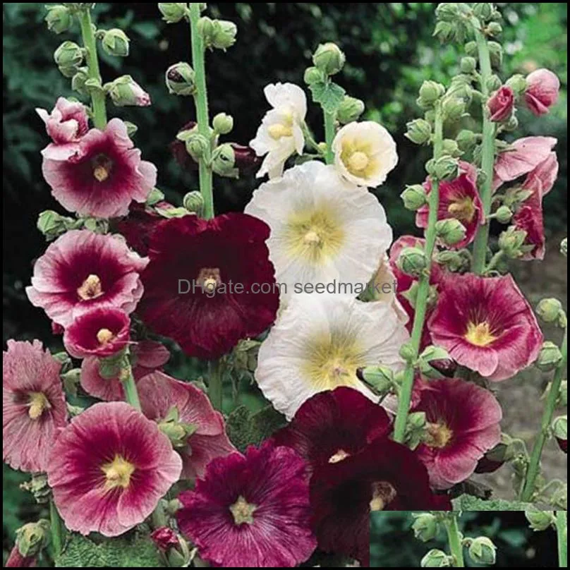 200pcs/set seeds double hollyhock outdoor blooming subtropical bonsai potted althaea rosea flower plant for home garden decor
