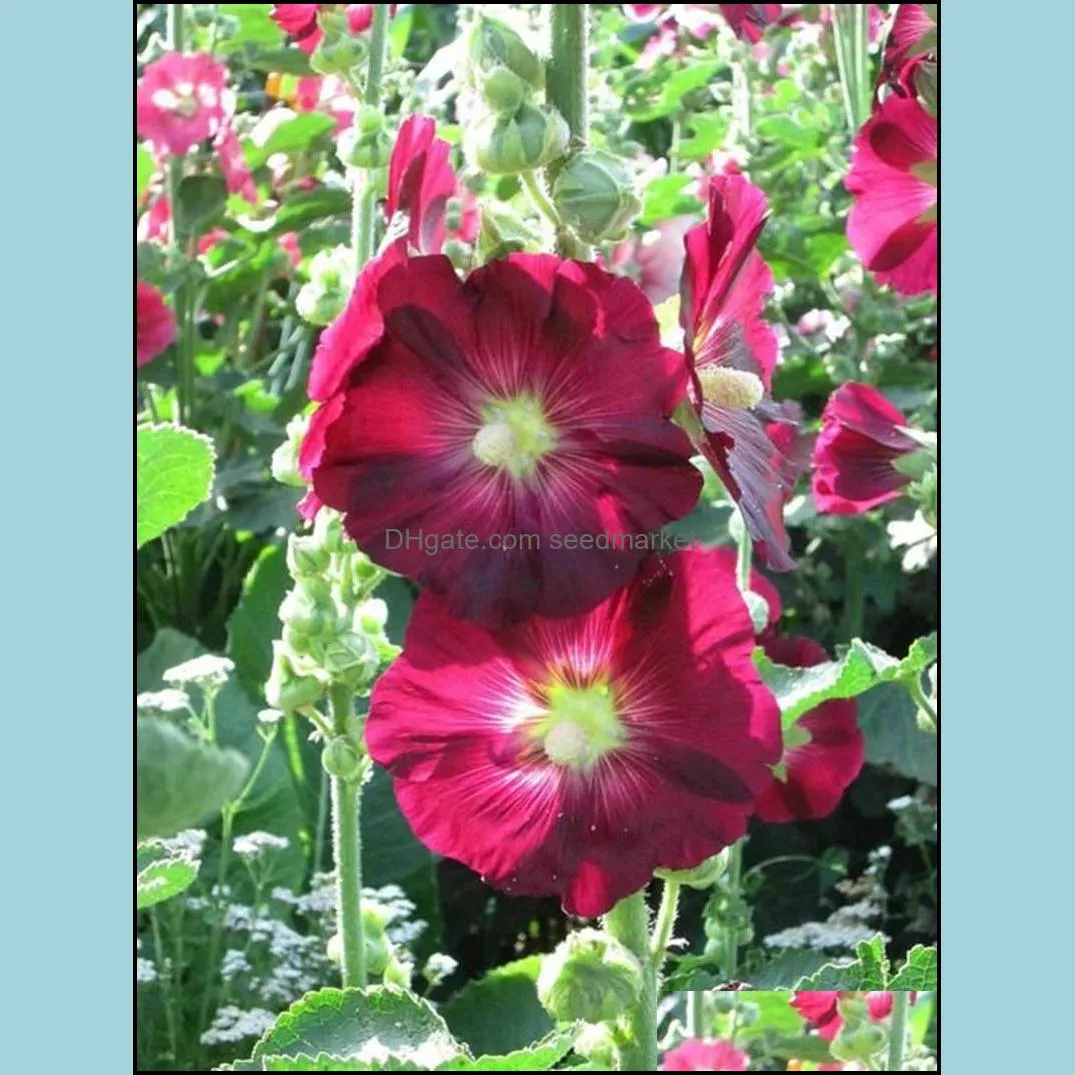 200pcs/set seeds double hollyhock outdoor blooming subtropical bonsai potted althaea rosea flower plant for home garden decor