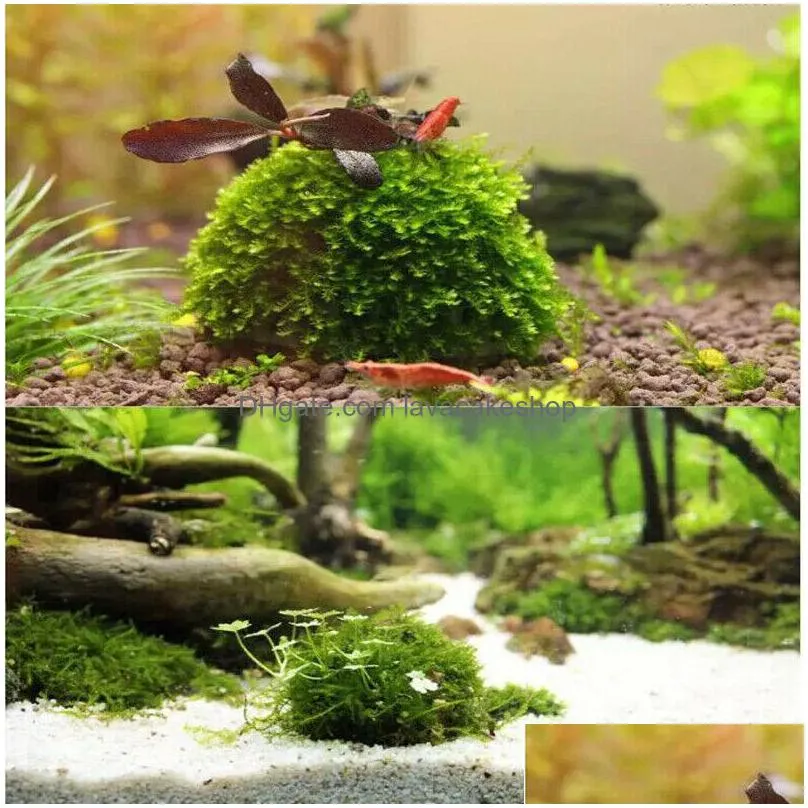 Marimo Decorative Moss Ball for Fish Tank Live Aquarium Plant (2 Pcs)