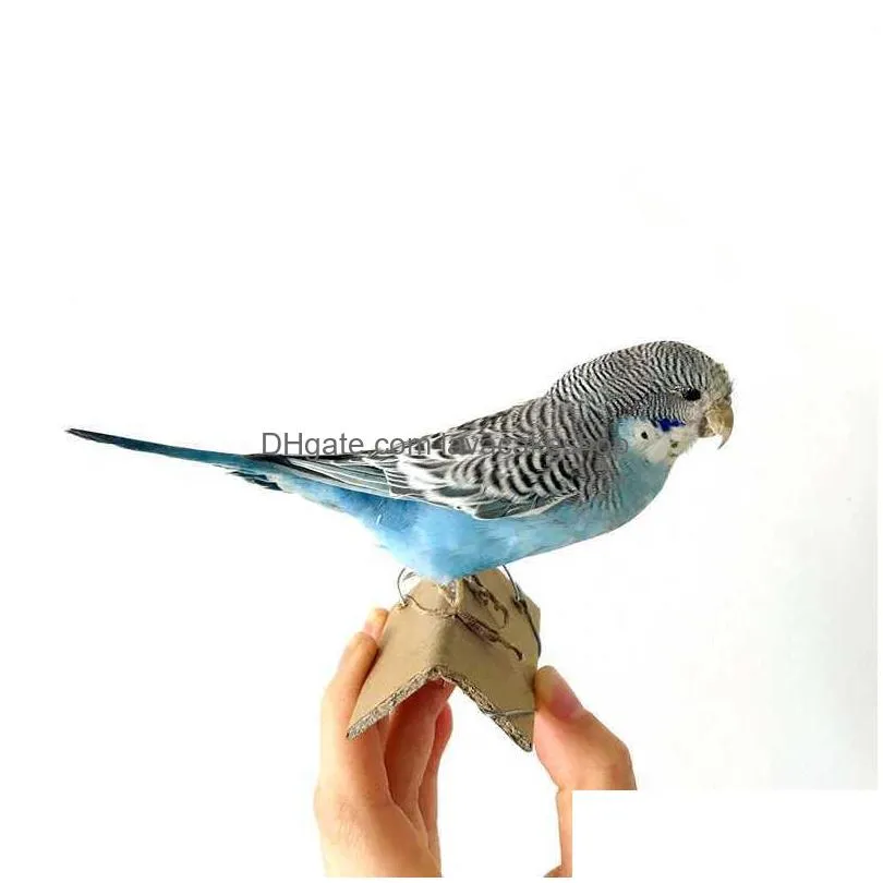 taxidermy stuffing eurasian parrot specimen teaching / decoration 210727
