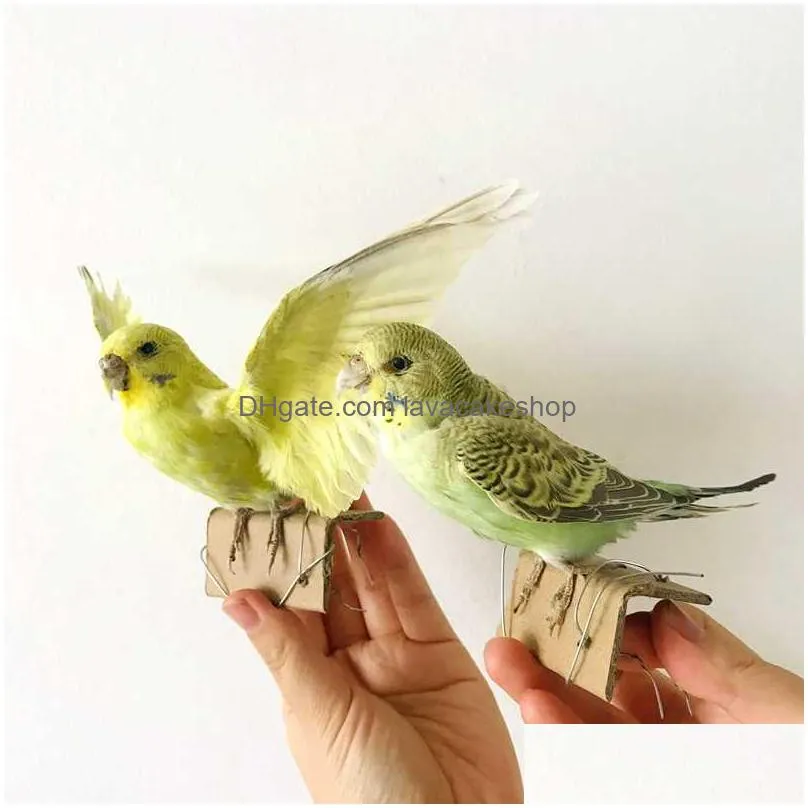 taxidermy stuffing eurasian parrot specimen teaching / decoration 210727