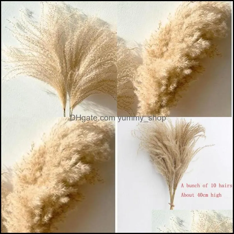 fashion flower natural plants fluffy woman man home decoration gift dried reed true lovely flowers party 5 2yy k2