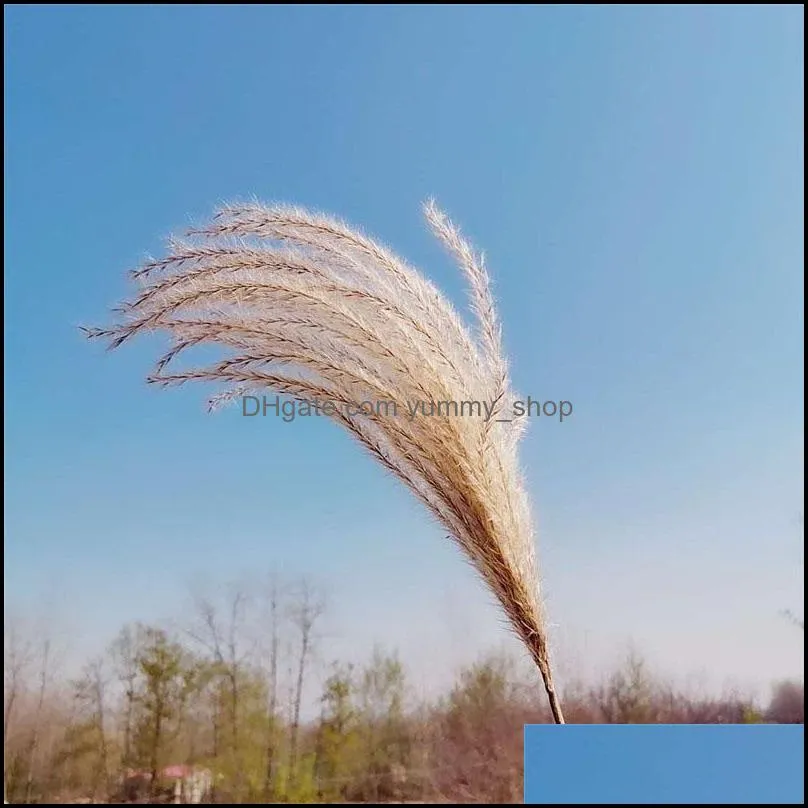 fashion flower natural plants fluffy woman man home decoration gift dried reed true lovely flowers party 5 2yy k2