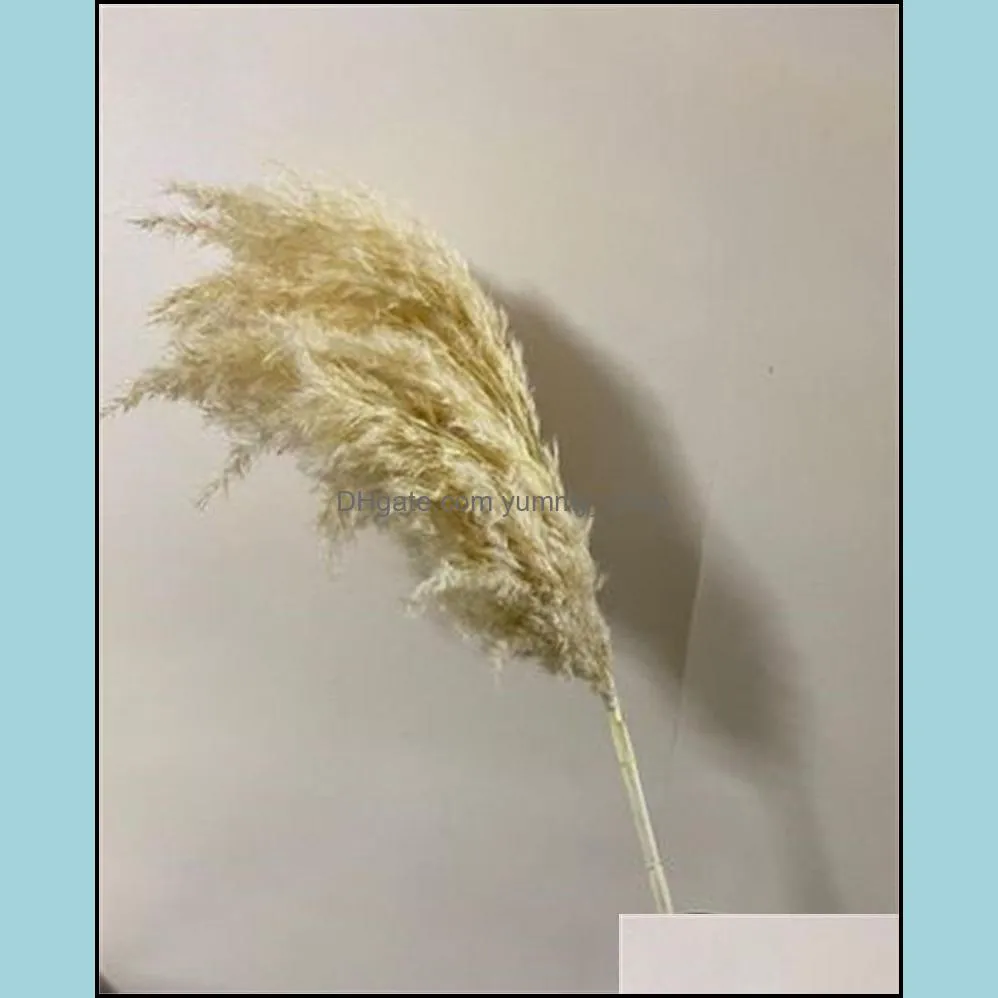 fashion flower natural plants fluffy woman man home decoration gift dried reed true lovely flowers party 5 2yy k2