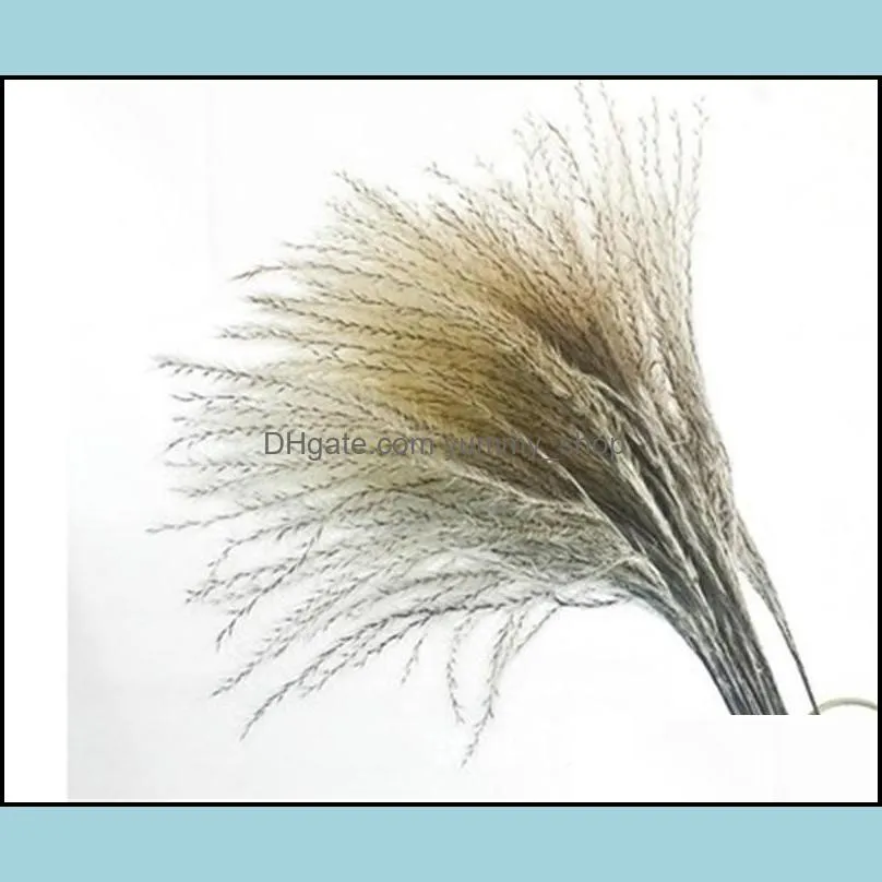 fashion flower natural plants fluffy woman man home decoration gift dried reed true lovely flowers party 5 2yy k2