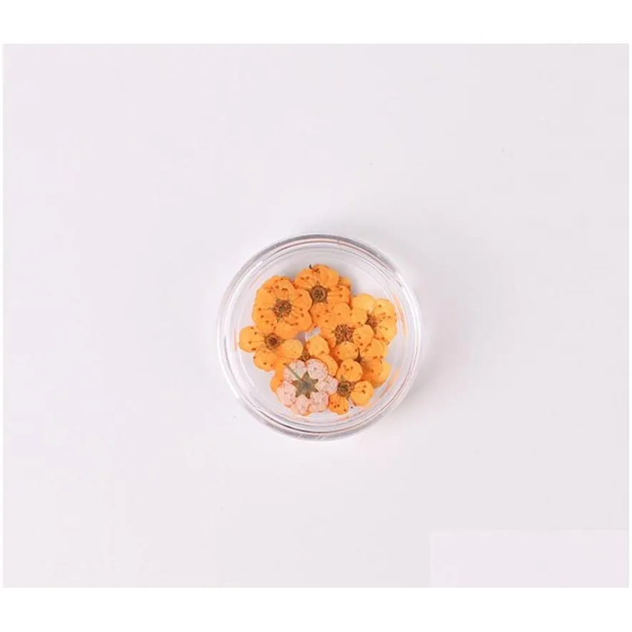 100pcs pressed dried narcissus plum blossom flower with box for epoxy resin jewelry making nail art craft diy accessories