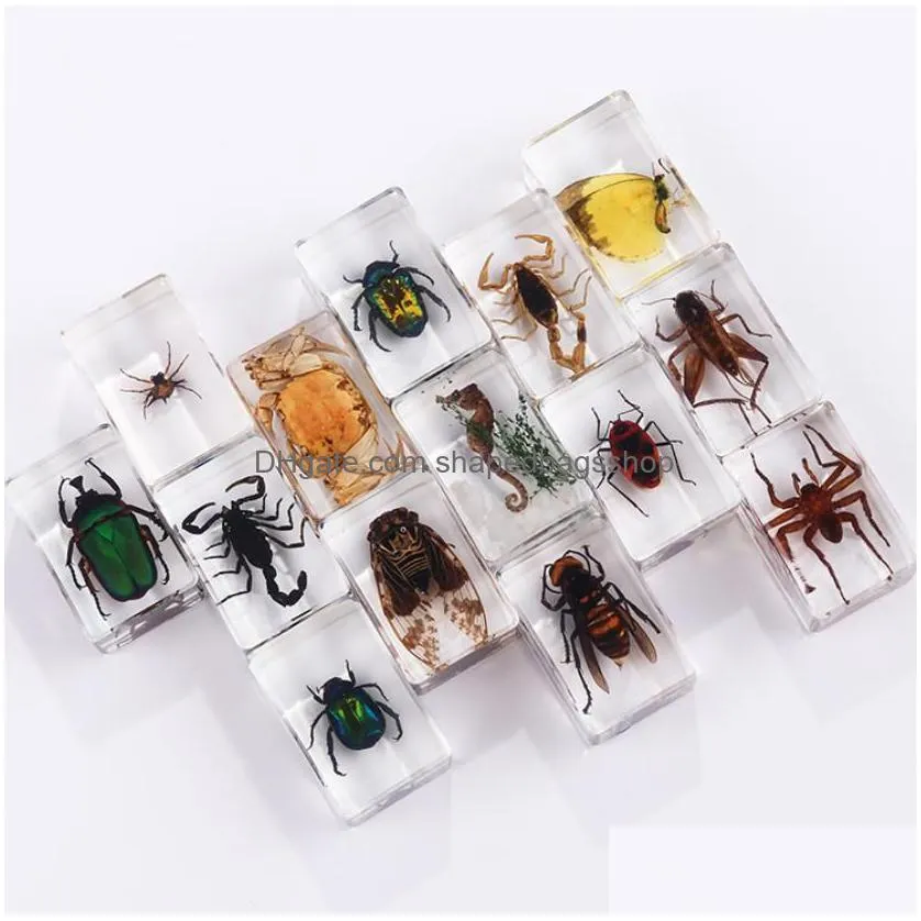 insect specimen party favors for kids bugs in resin collections paperweights arachnid preserved scientific educational toy halloween christmas