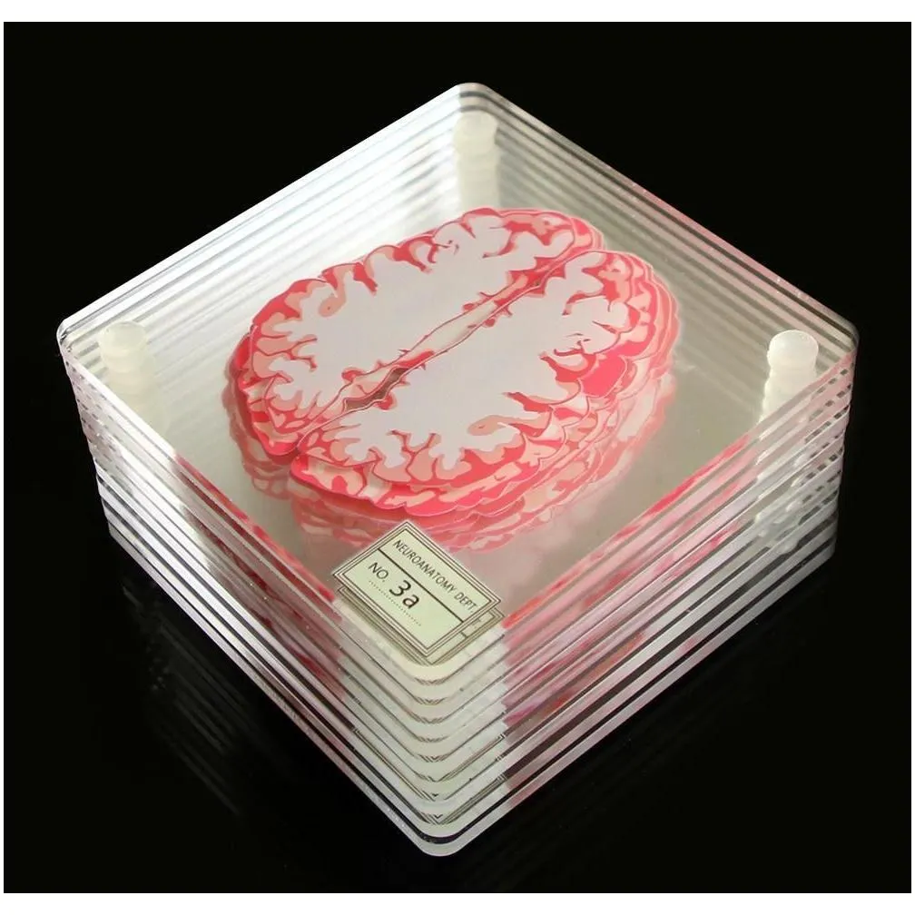 201125 coasters glass square brain slices specimen set acrylic table brain organ artwork 3d drinks scientists drunk gift coaster jllar