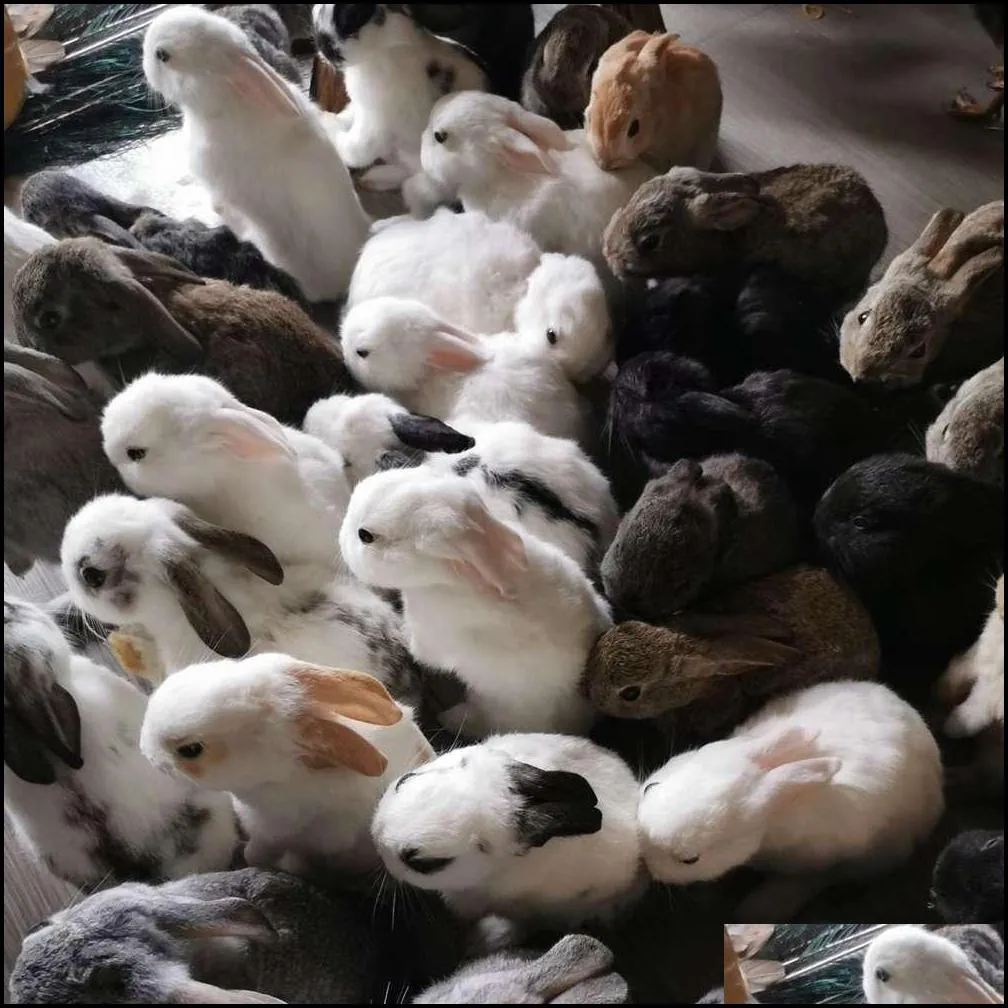 taxidermy stuffing rabbit teaching specimen collection bunny fur home decor 1pcs random t200909