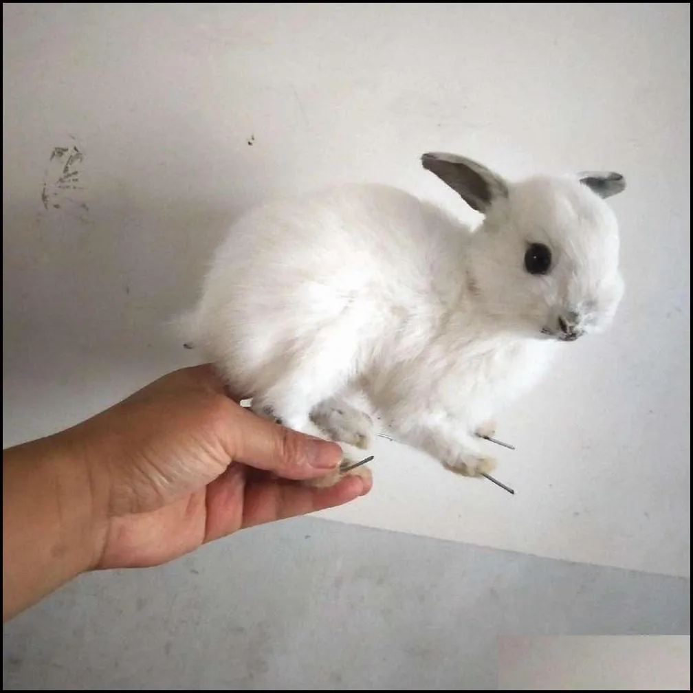 taxidermy stuffing rabbit teaching specimen collection bunny fur home decor 1pcs random t200909