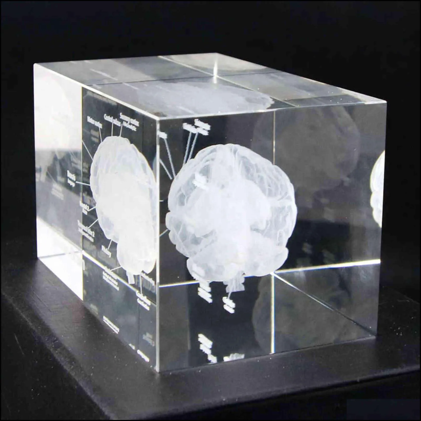 3d human anatomical model paperweight laser etched brain crystal glass cube anatomy mind neurology thinking science gift 211101