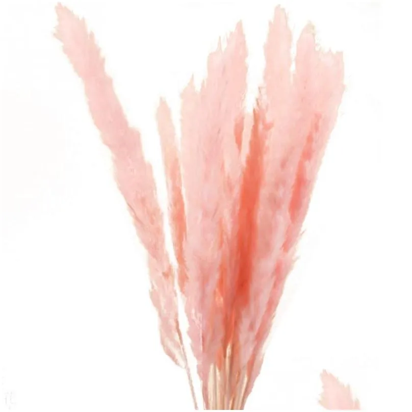 15pcs bulrush natural dried small pampas grass phragmites wedding flower bunch 3 colors for home decor1