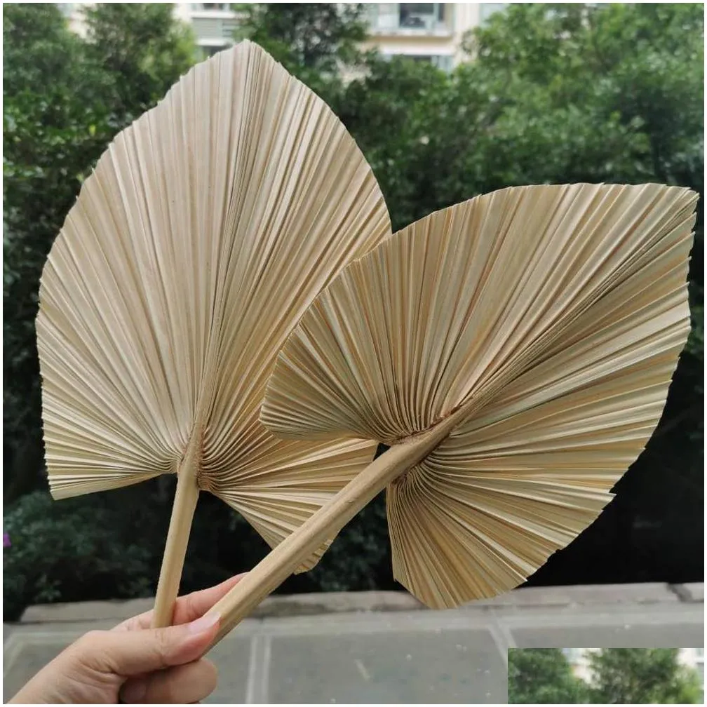 5pcs/lot dried natural palm leaves diy real display palm fan leaf for art wall hanging wedding party arrange flowers decoration y1128