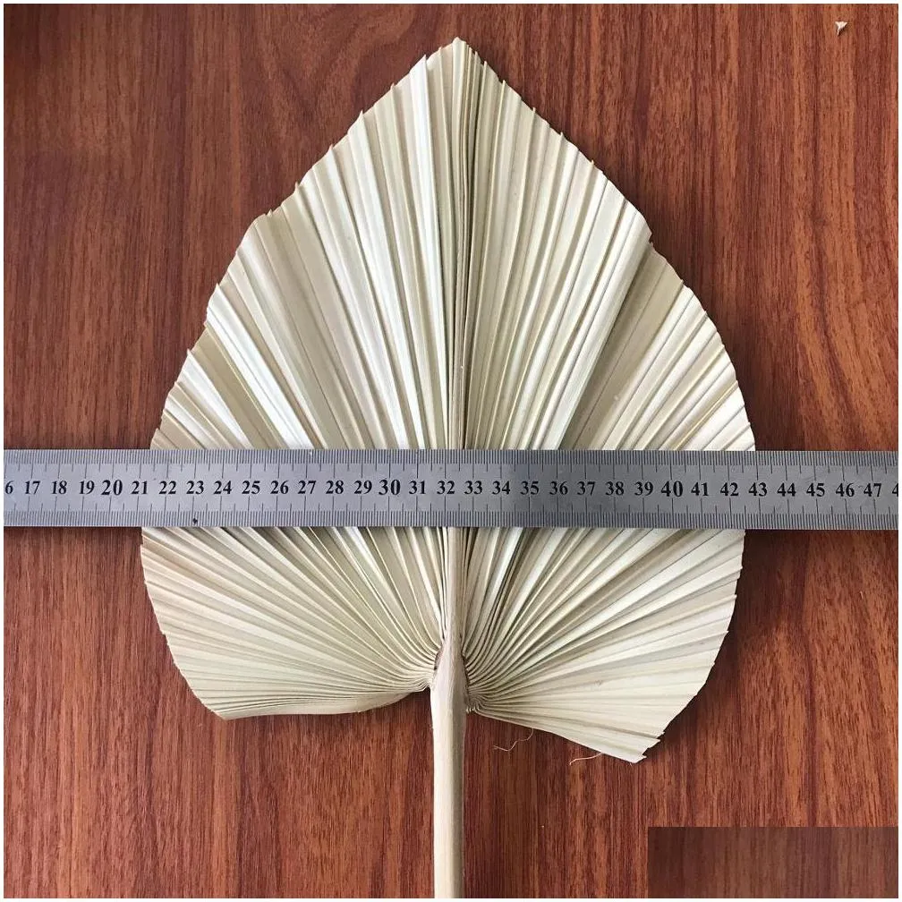 5pcs/lot dried natural palm leaves diy real display palm fan leaf for art wall hanging wedding party arrange flowers decoration y1128