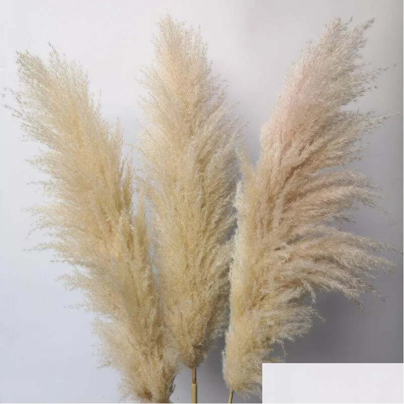 decorative wreaths 20pcs/lot wholesale phragmites natural dried decorationing pampas grass for home wedding decoration flowers bunch 5660cm 209