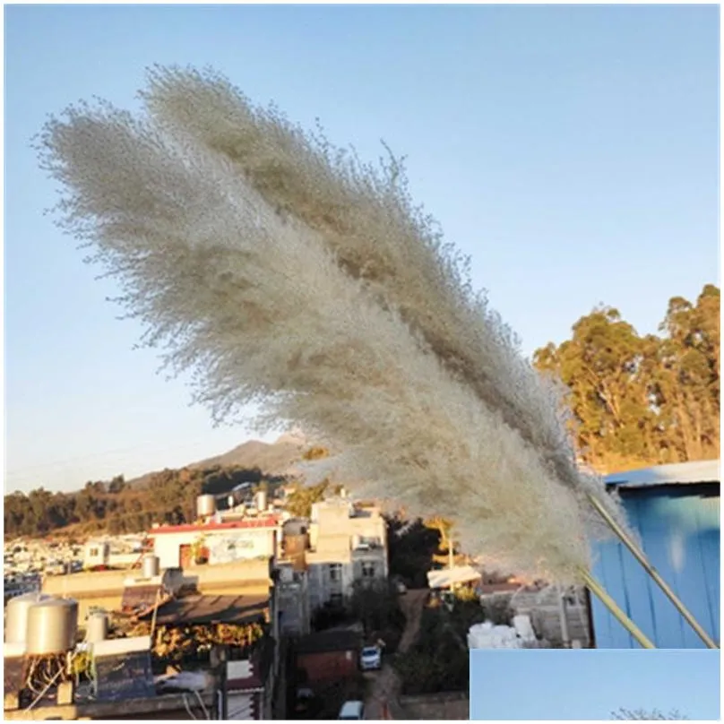 decorative wreaths 20pcs/lot wholesale phragmites natural dried decorationing pampas grass for home wedding decoration flowers bunch 5660cm 209