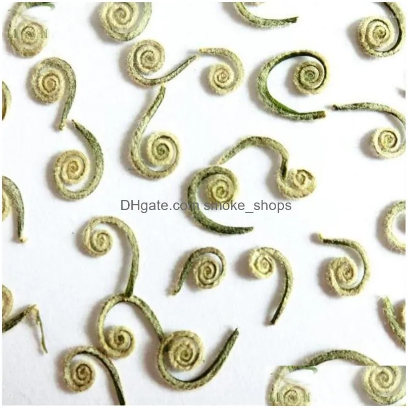 decorative flowers 60pcs dried fern fruits plants herbarium for jewelry postcard po frame phone case bookmark diy project making