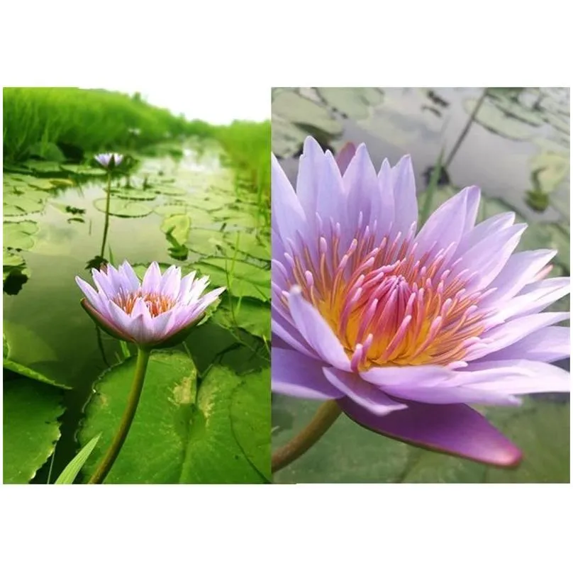 blue lotus dried whole flower nymphaea caerulea 210317