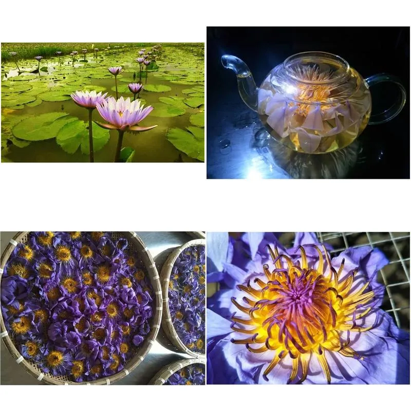 blue lotus dried whole flower nymphaea caerulea 210317