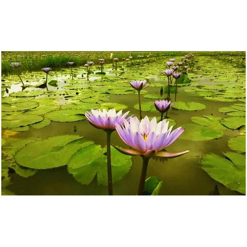 blue lotus dried whole flower nymphaea caerulea 210317