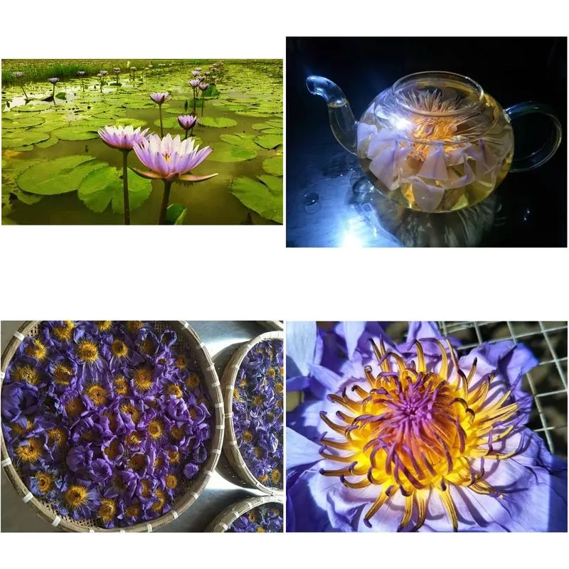 blue lotus dried whole flower nymphaea caerulea 210317