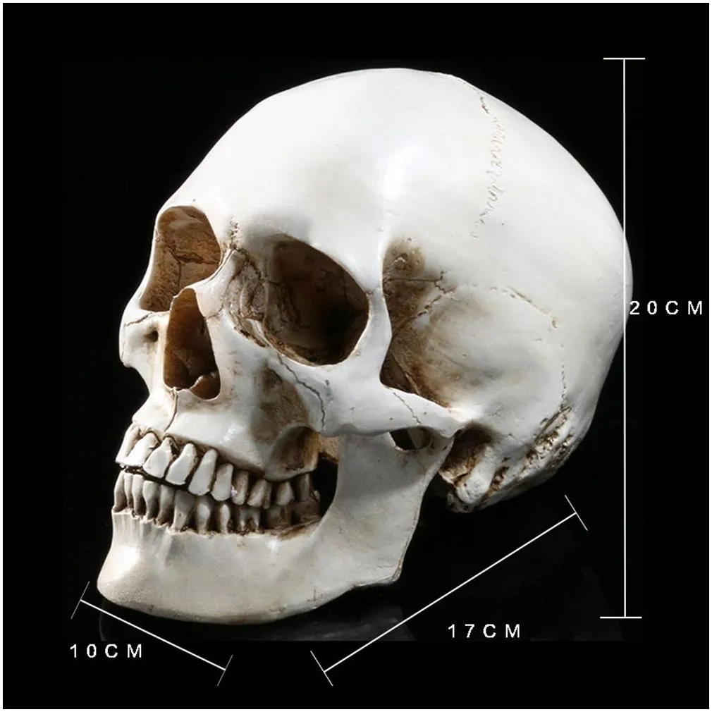 Lifesize Human Skull Model Replica Resin Anal Tracing Teaching Skeleton Halloween Decoration Statue Y201006