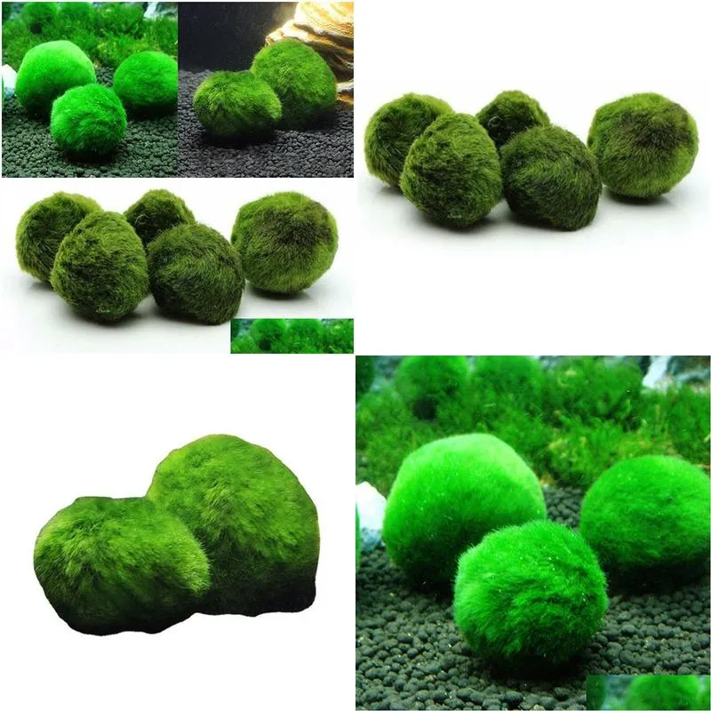 23cm Marimo Moss Balls Live rium Plant Algae Fish Shrimp Tank Ornament Green rium Ornamental Foreground Grass 220713