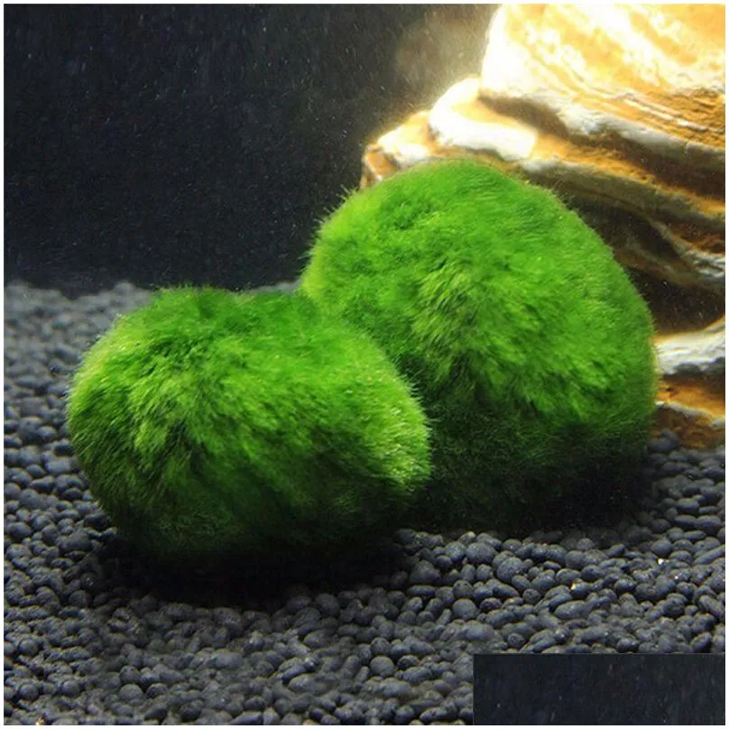 23cm Marimo Moss Balls Live rium Plant Algae Fish Shrimp Tank Ornament Green rium Ornamental Foreground Grass 220713