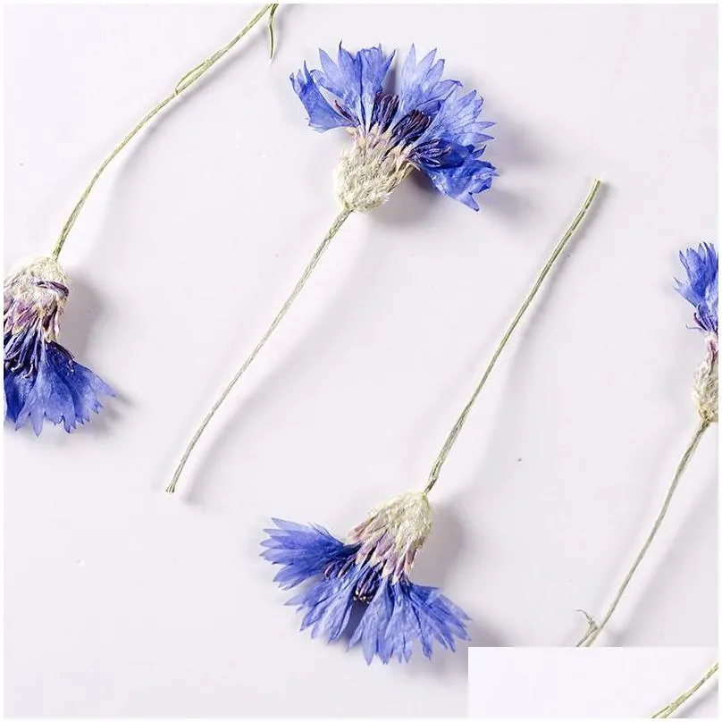 Decorative Flowers & Wreaths Decorative Flowers Wreaths 120Pcs/500Pcs Cyanus Segetum Flower Pressed Resin Dried Diy Phone Er Craft Art Dh2Bt