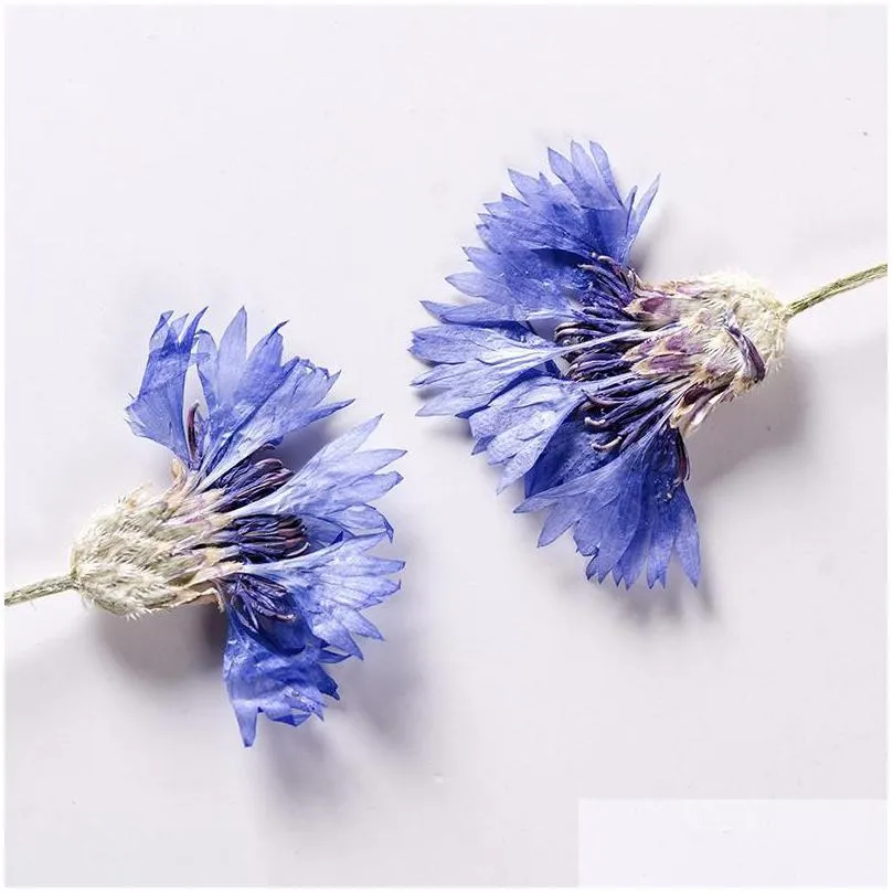 Decorative Flowers & Wreaths Decorative Flowers Wreaths 120Pcs/500Pcs Cyanus Segetum Flower Pressed Resin Dried Diy Phone Er Craft Art Dh2Bt