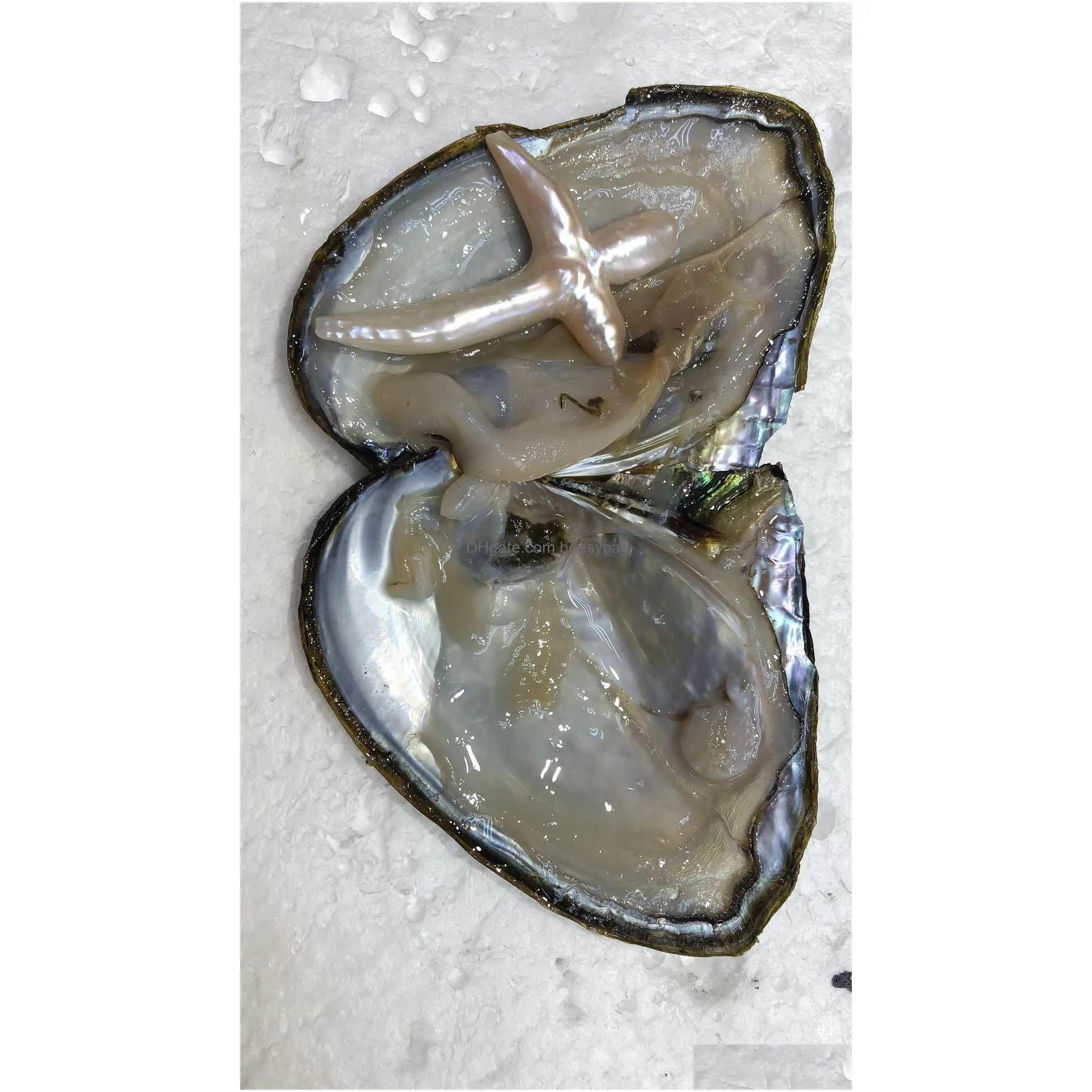 cross pearl oyster 2019 new 14 mix colors freshwater shell natural cultured sea wateoyster pearl mussel farm supply shipping