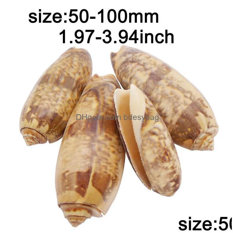 charms 50100mm big conch natural redmouth olive sea shell home decor diy crafts seashell for jewelry making ornamentcharms