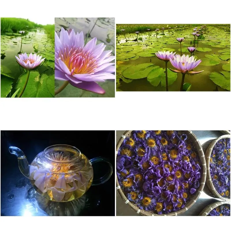 blue lotus dried whole flower nymphaea caerulea 210317