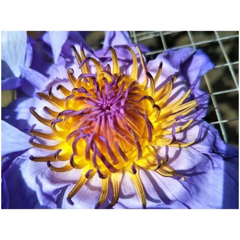 blue lotus dried whole flower nymphaea caerulea 210317