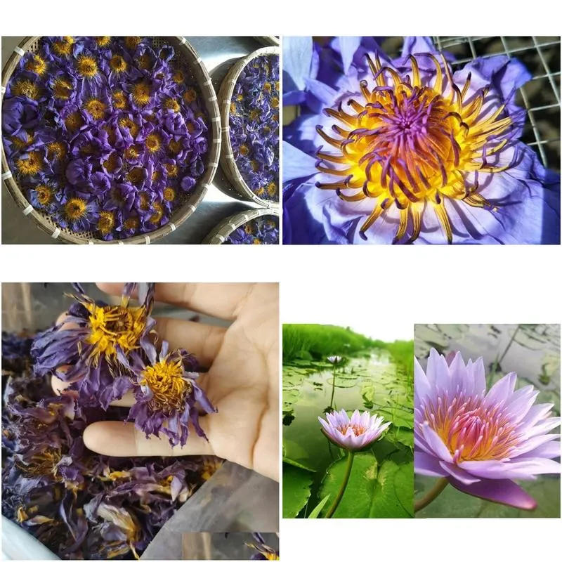 blue lotus dried whole flower nymphaea caerulea 210317