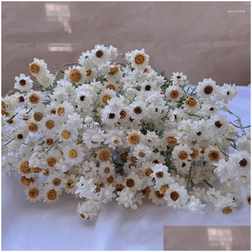 decorative flowers more than 60 flower heads/bundle diy wedding arrangement real natural dry white cineraria bouquet home decoration