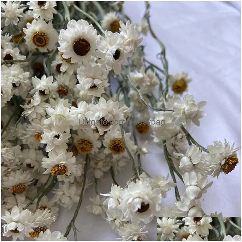 decorative flowers more than 60 flower heads/bundle diy wedding arrangement real natural dry white cineraria bouquet home decoration