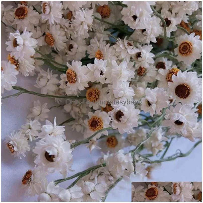 decorative flowers more than 60 flower heads/bundle diy wedding arrangement real natural dry white cineraria bouquet home decoration