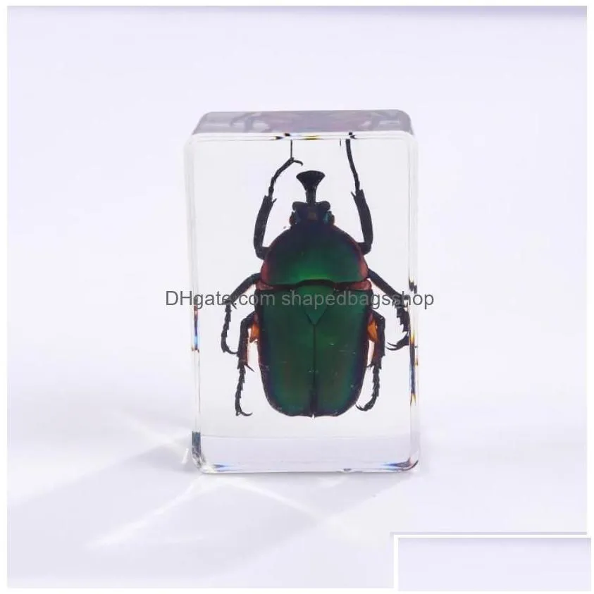 party favor insect specimen favors for kids bugs in resin collections paperweights arachnid preserved scientific educational toy hallo